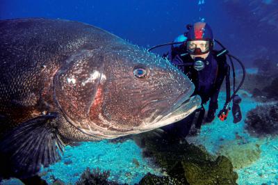 Karen Straus, eye-to-eye with a giant sea bass, photographed at Catalina Island in the Channel Islands off California