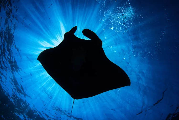 Manta ray sunburst silhouette photographed in Baha