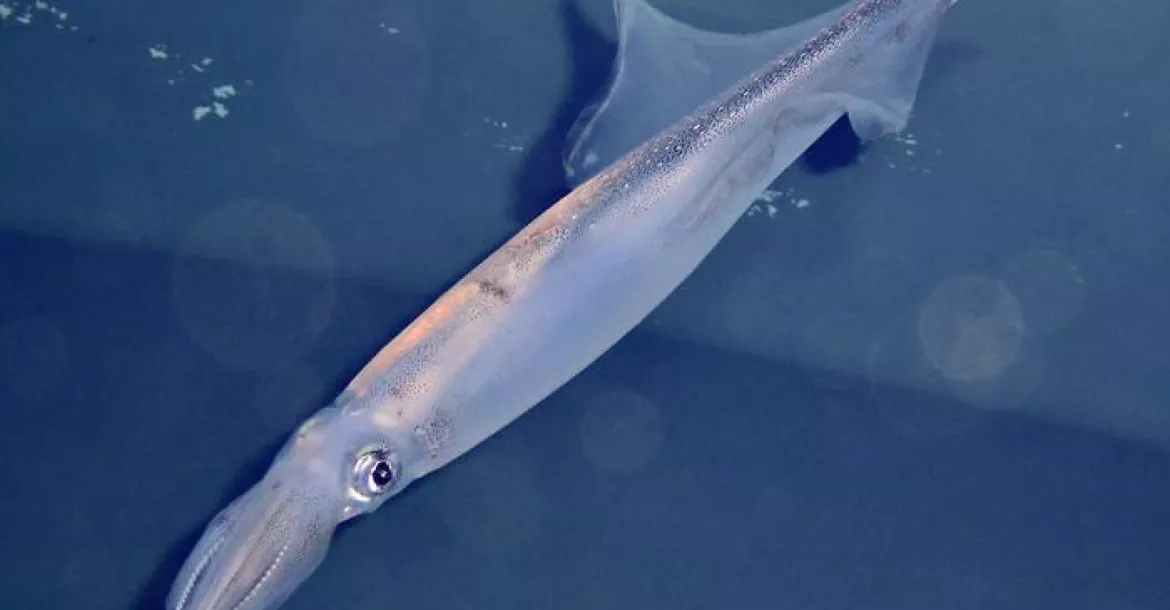 A spear squid.
