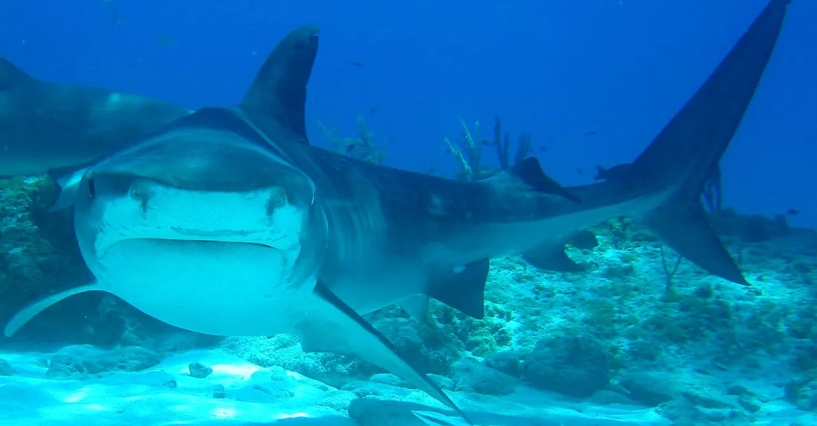 Tiger shark approaches diver for a closer look