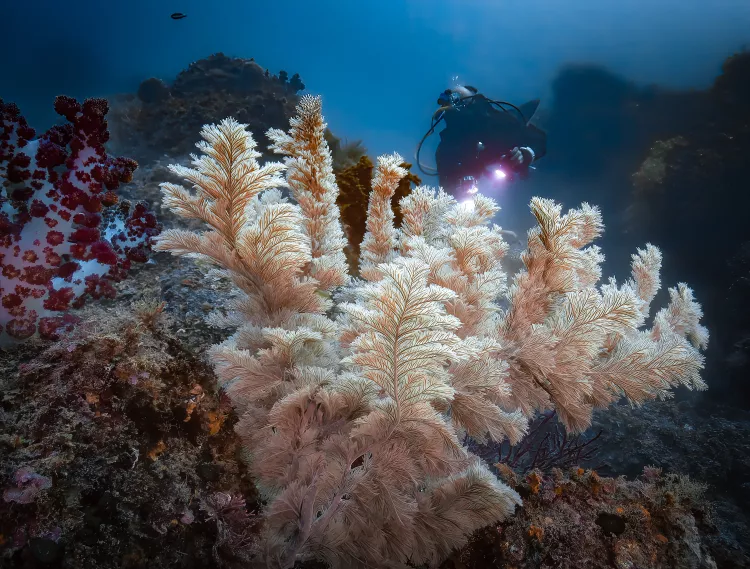 Impressive white variety of black corals at Jeju Island. Photo by Drew Holder.
