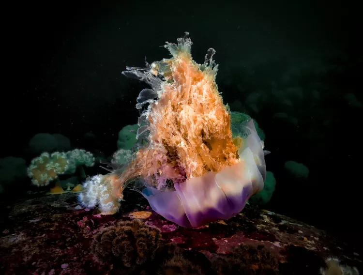 Lion’s mane jellyfish and giant plumose anemone at Yangyang. Photo by Drew Holder.