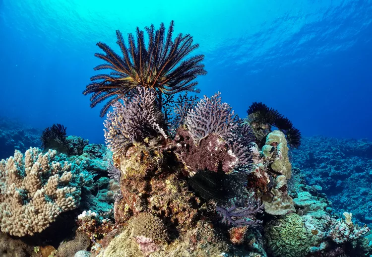 Feather stars, gorgonians and a variety of hard corals at Mavia Island. Photo by Pierre Constant.