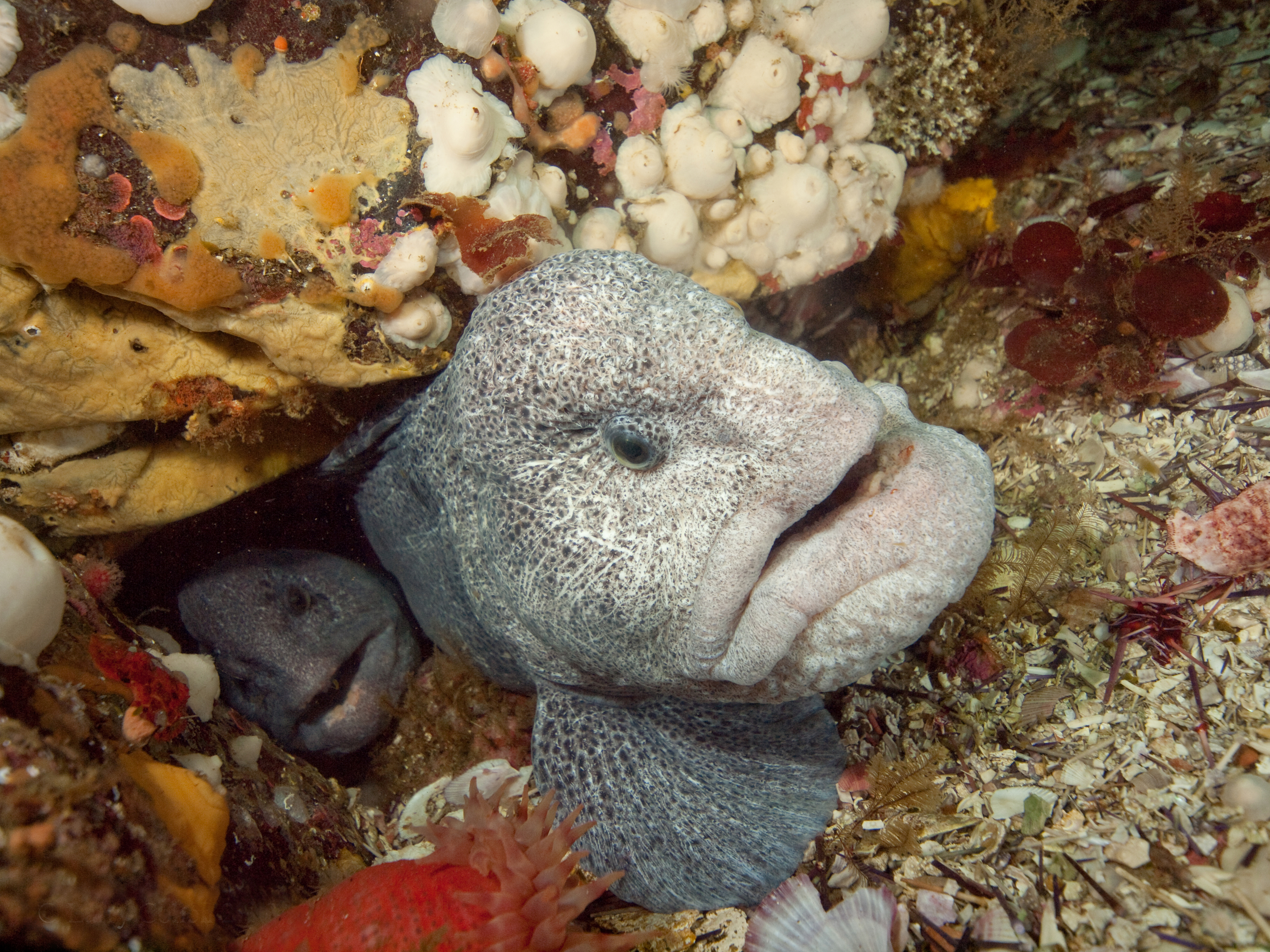 Wolf eels, British Columbia, Canada. Photo by Larry Cohen