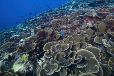 Hard corals at School's Out, Alor