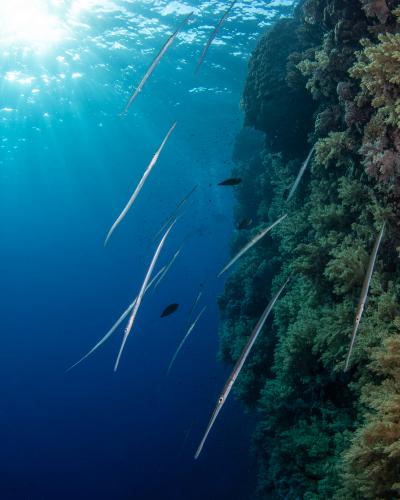 Cornet­fish patrol the reef in groups. Photo by Matthew Meier.