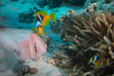 Close-up of the anemonefish fist-bumping (fin-bumping?) my dive buddy. Photo by Brandi Mueller.