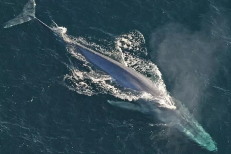The pygmy blue whale is the smallest subspecies of the blue whale (shown here).