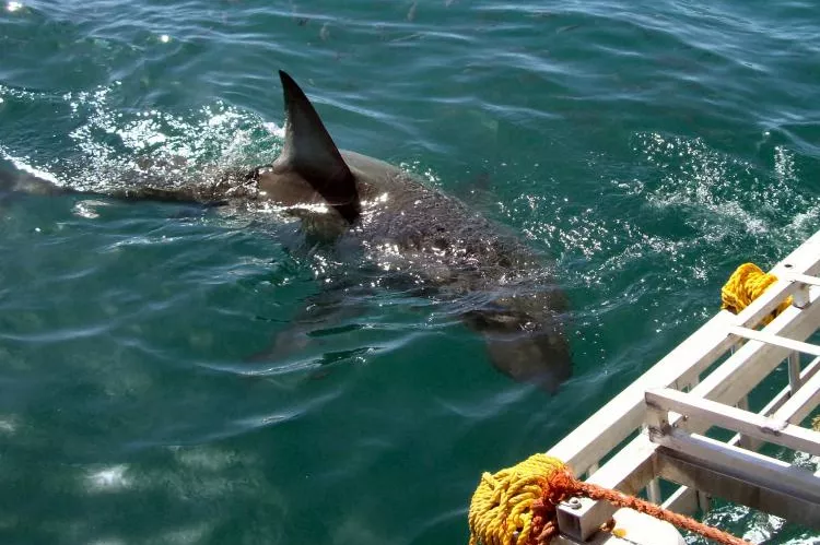 Great White Shark near a boat off Cape Town, South Africa