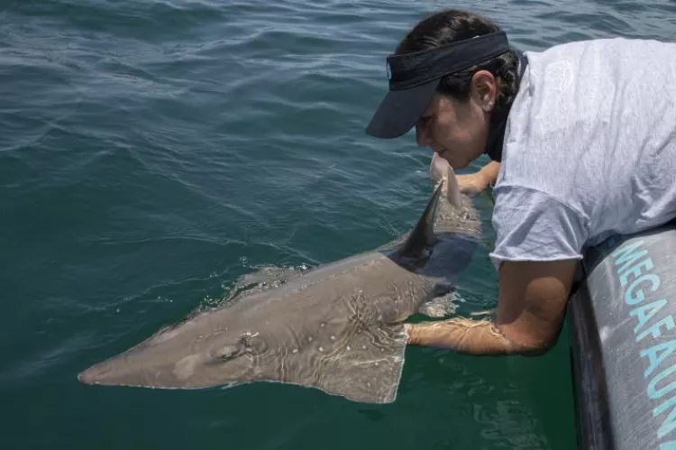 Wedgefish being tagged by Dr Andrea Marshall. Photo courtesy of the Marine Megafauna Foundation
