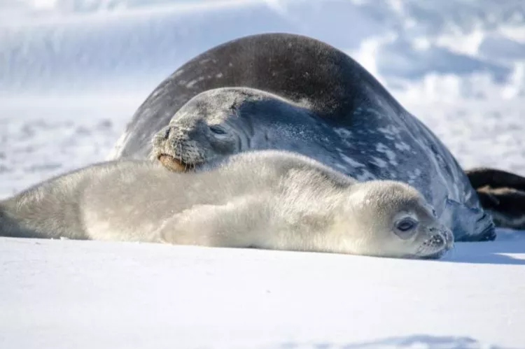 Weddell seal and her pup.