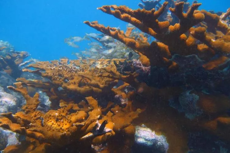 Elkhorn corals in Florida Keys.