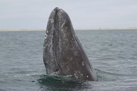Gray whale spyhopping off the Alaskan coast