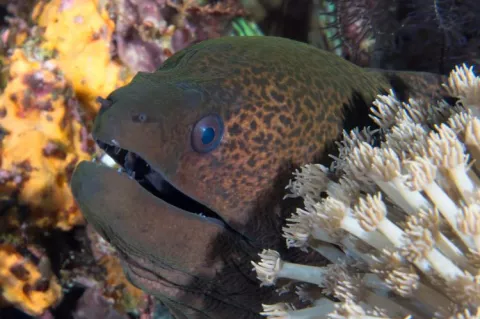 The Javanese moray eel, also known as the giant moray (Gymnothorax javanicus)