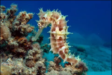 A short-snouted seahorse in the Red Sea.
