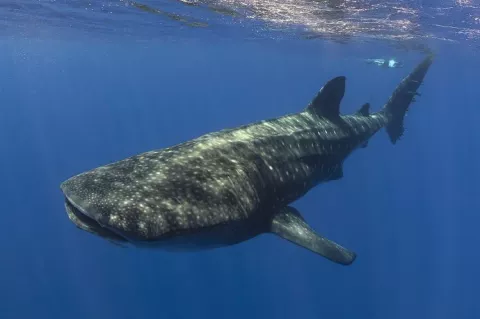 A slow-moving filter-feeder, the gentle whale shark is the biggest fish in the sea.