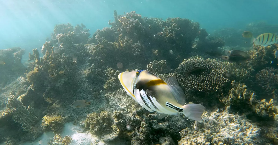 Hawaiian Triggerfish on Ningaloo Reef