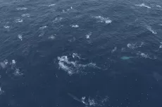 Fin whale feeding aggregation.