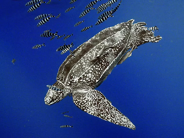 A large leatherback sea turtle with a school of fish off the coast of Brazil