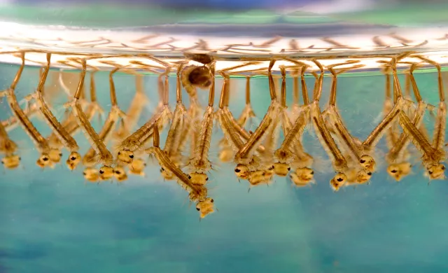 Larvae of Culex Mosquitoes. As seen on the picture, larvae make dense groups in standing water 