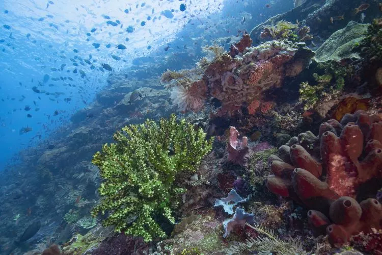 Batu Balong reef scene