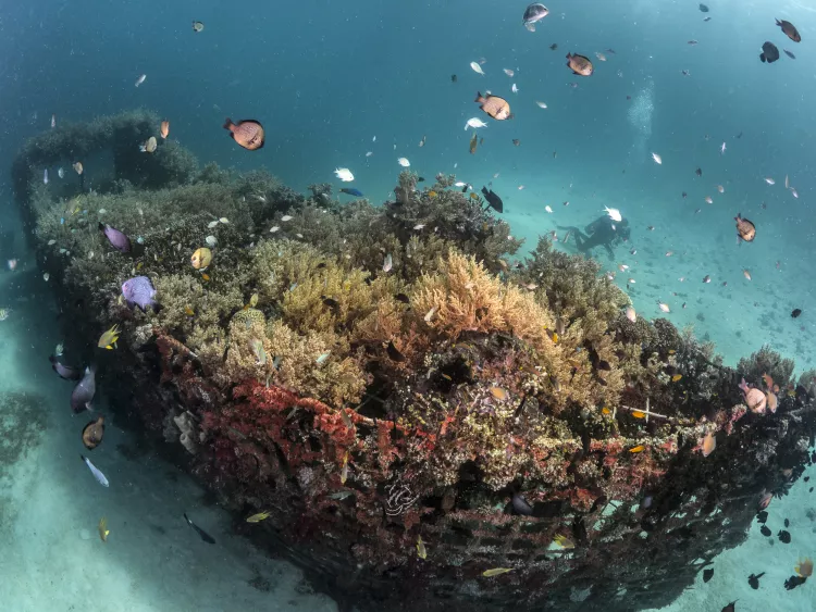 Bio-Wreck, Reef Seen, Pemuteran