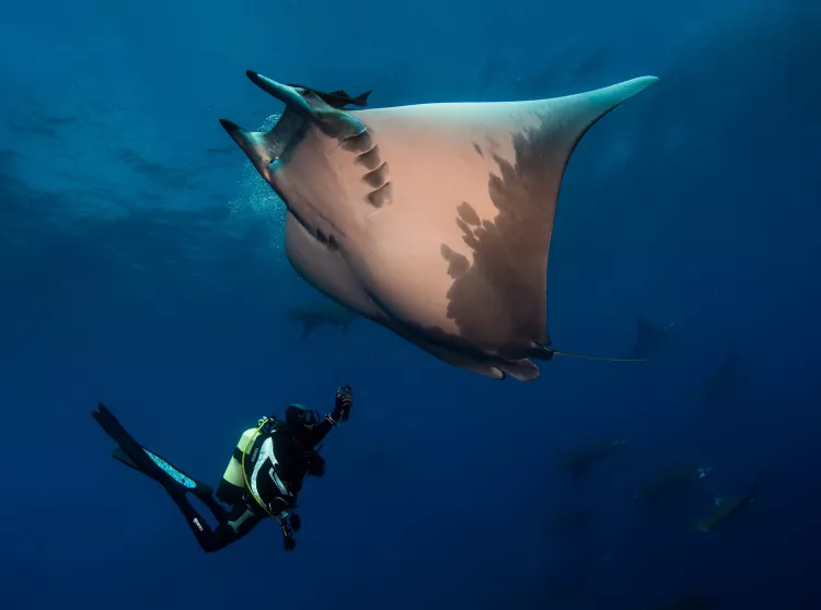 Diver with mobula ray at Ambrosia