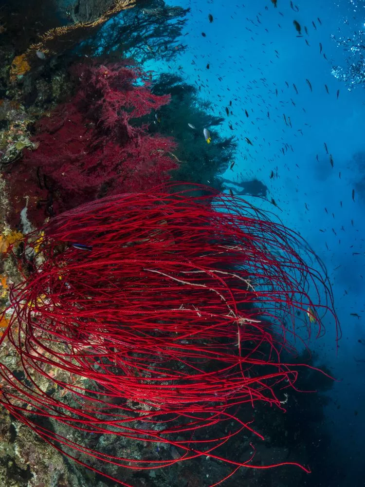 Brilliant red whip coral on wall at Triton Bay
