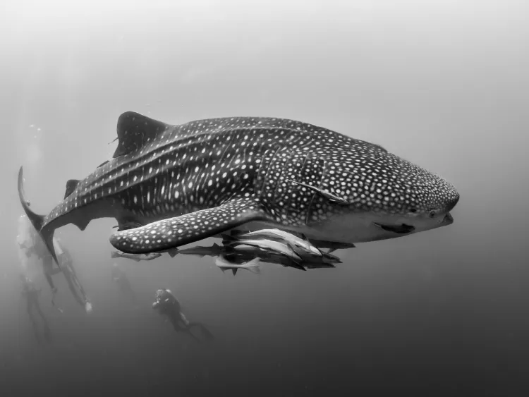 Whale shark with remoras attached