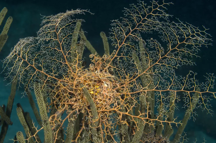 Caribbean basket star opens up its branches at night to collect food. Photo by Matthew Meir.