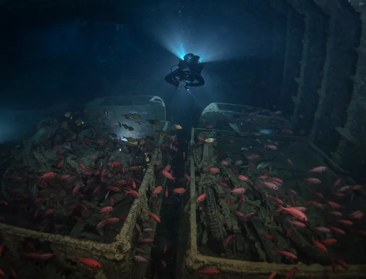 Diver with blackbar soldierfish and sweepers swarming over motorcycles on trucks cargo hold of Thistlegorm. Photo by Brandi Muller.