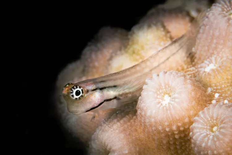 Red Sea combtooth blenny. Photo by Brandi Muller.