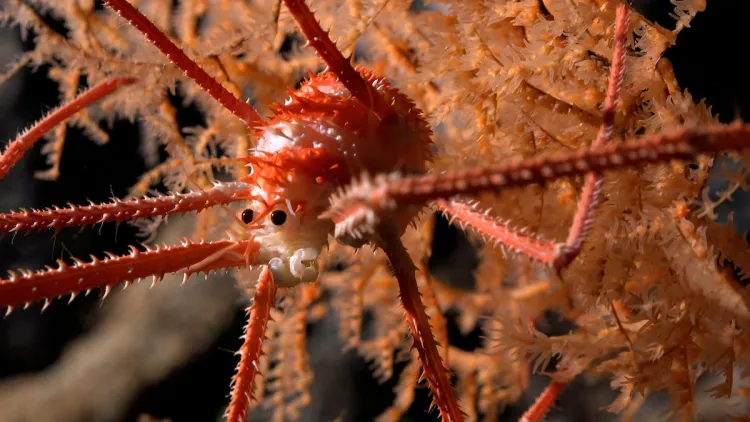 Squat lobster documented in coral at a depth of 669 meters.