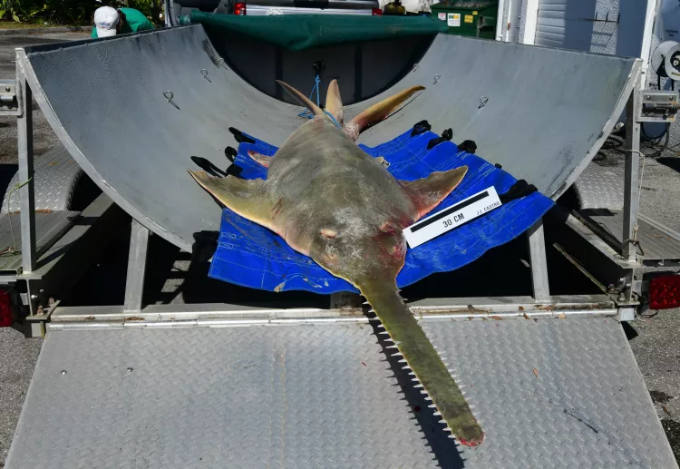 Sawfish being prepared for necropsy
