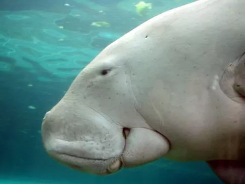 A dugong (Dugong dugon) at the Sydney Aquarium in Sydney, Australia.