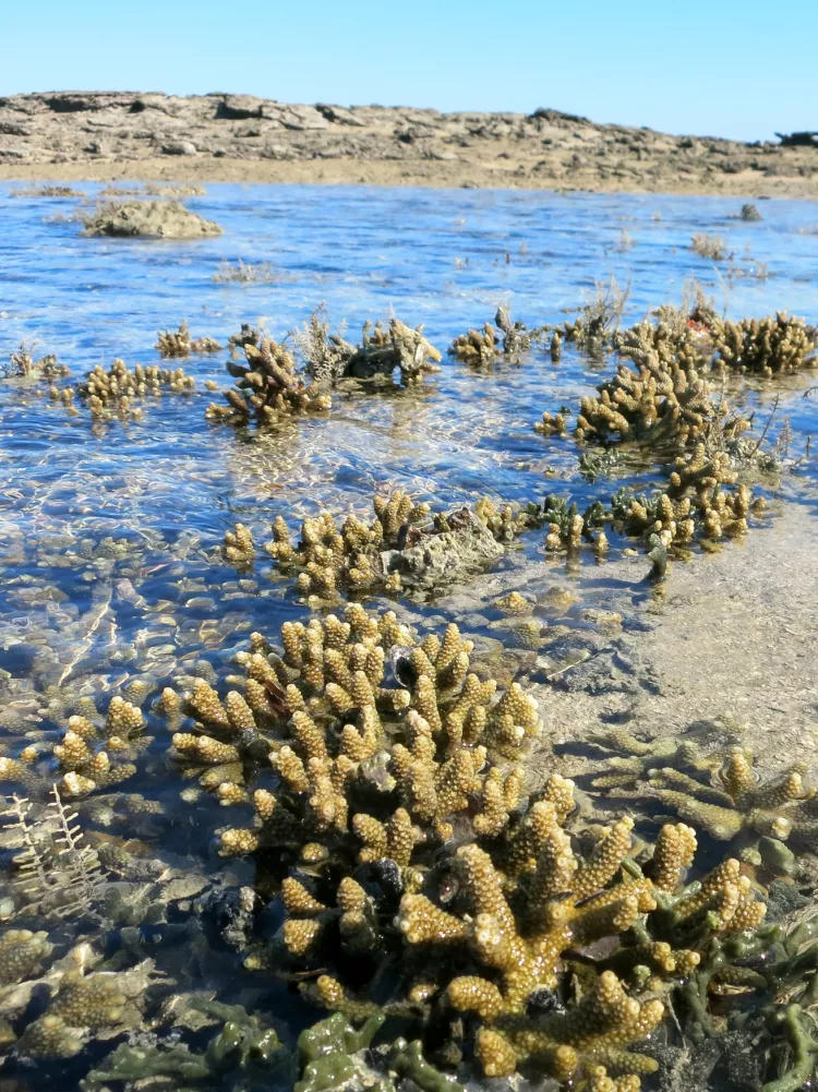 Intertidal Acropora corals exposed to air at low tide 