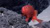 New species of fish filmed by expedition