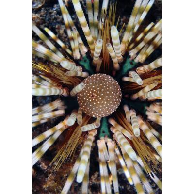 Banded sea urchin, by Claudio Ziraldo