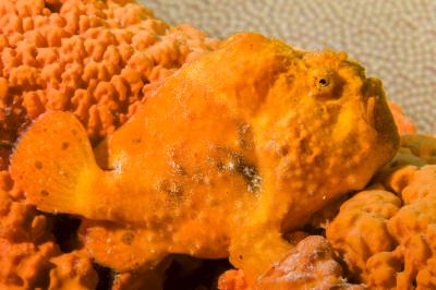 Orange longlure frogfish is camouflaged atop an orange elephant ear sponge. Photo by Matthew Meier.