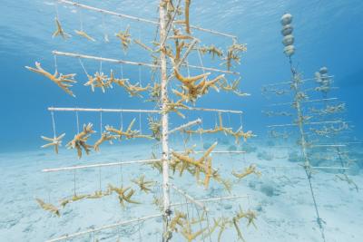 Staghorn coral trees, used to grow coral fragments, Reef Renewal program. Photo by Matthew Meier.