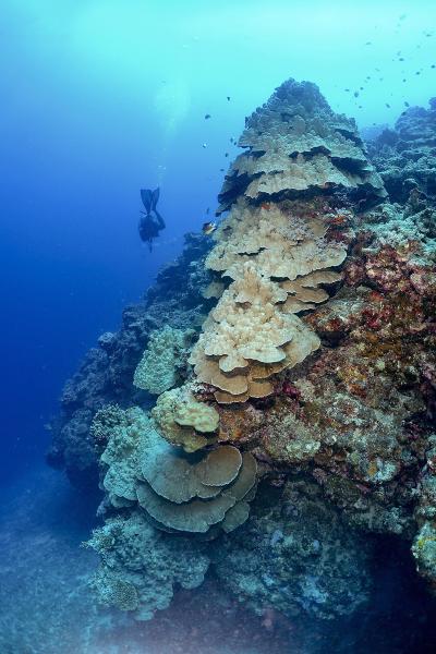 Towering hard corals at Twin Bommies. Photo by Pierre Constant.