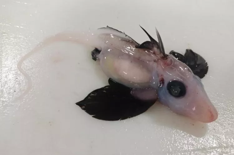 Newly-hatched deepwater ghost shark (Hydrolagus sp). Photo by Brit Finucci