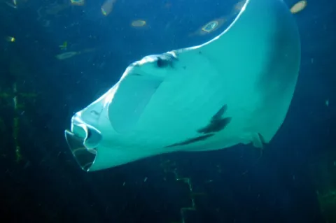 Undescribed manta ray species?