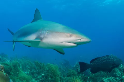 ecent research has revealed that reef sharks can rest, overturning the assumption that they must constantly swim to breathe. 