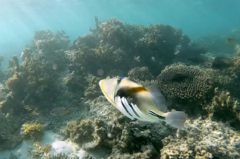 Hawaiian Triggerfish on Ningaloo Reef