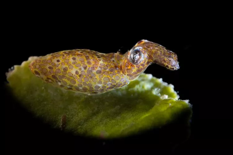 Cute little pygmy squid, Xipholeptos notoides. Photo by Kate Jonker