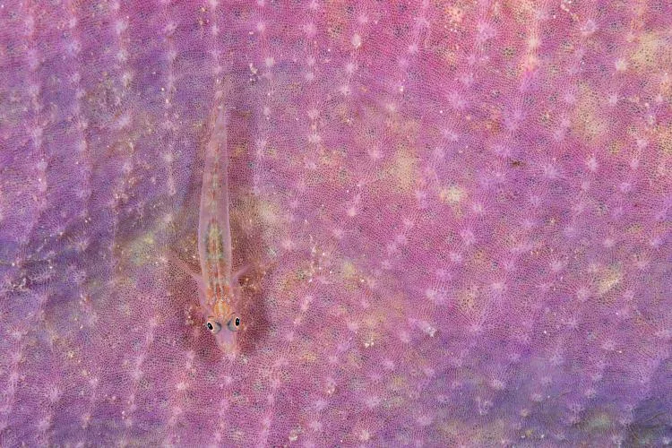 Sponge ghost goby, Pleurosicya plicata, almost invisible on this purple sponge. Photo by Kate Jonker