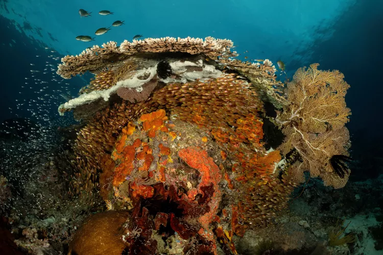 Raja Ampat's reefs are home to rich underwater diversity. Photo by Don Silcock
