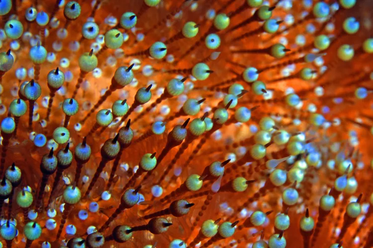 Spines of sea urchin, by Claudio Ziraldo