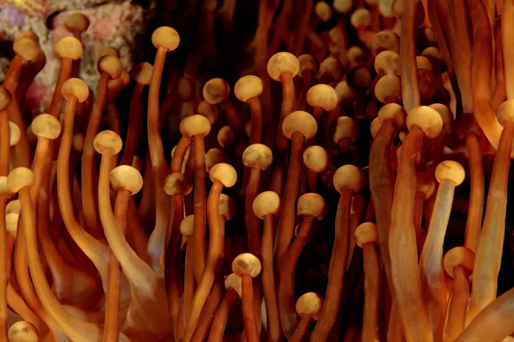 Corallimorph coral, by Claudio Ziraldo